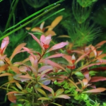 植栽から23日目（トリミングから10日目）
